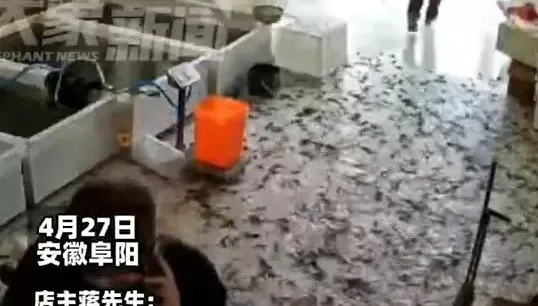 影/嚇！陸水產店水池爆裂　20萬條泥鰍「滿地爬」畫面曝