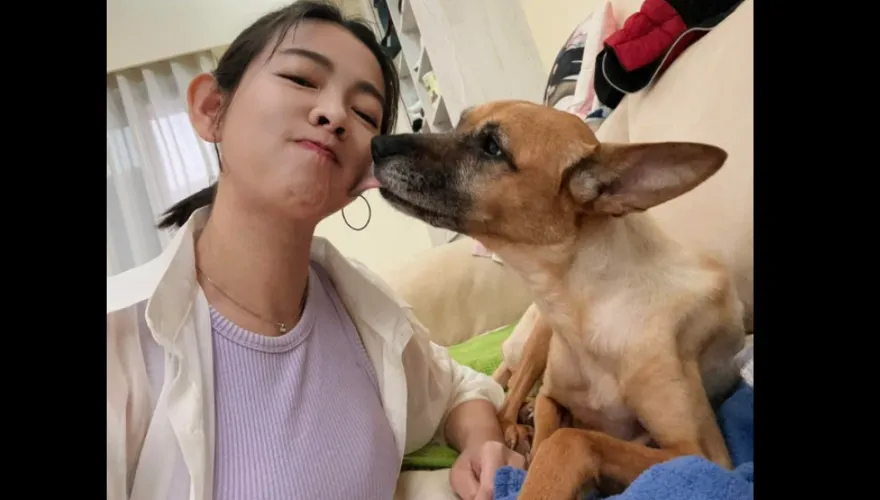 醫原判生命僅剩2小時！米可白愛犬遇奇蹟喊：牠沒有要當天使