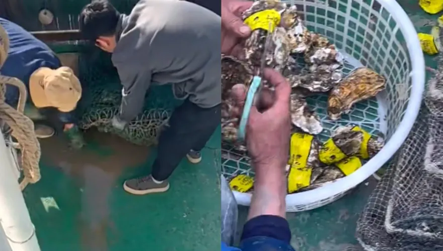 影/出海撈到「生蠔貼有標籤」　陸網笑翻：自帶溯源條碼