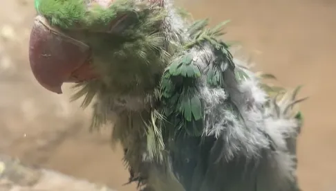 影/小鸚鵡被霸凌慘變「地中海」？北京動物園曝真相