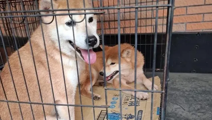 影/惡意棄養16隻柴犬！新竹婦遭重罰41萬　終身禁養寵物