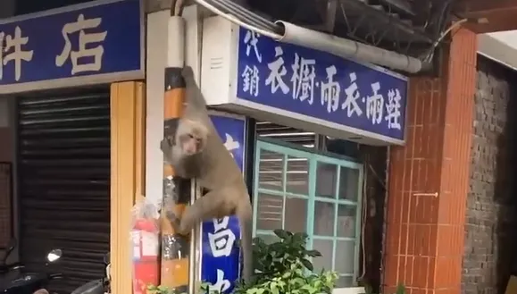 影/北投獼猴成患！連4天竄行市場　民眾憂會「攻擊行人」