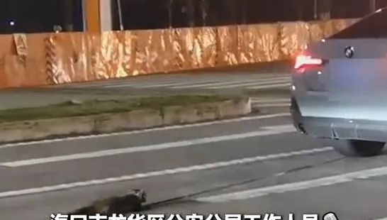 影/陸驚爆BMW殘忍「拖死小貓」警稱非故意　全網砲轟