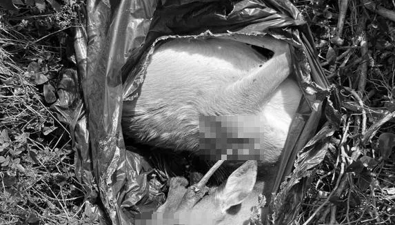 屏東梅花鹿遭槍斃！盜獵者「活體斬首」亂丟遺骸　屍臭瀰漫