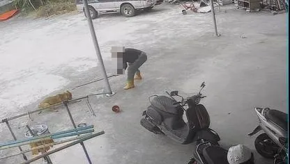 不滿狗踩西瓜園！男持棍亂棒狂揮小黃狗　心狠手辣畫面曝