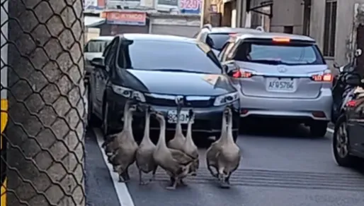 影/彰化「8土鵝」逛大街走向交流道！　網：燒鵝店偷跑？