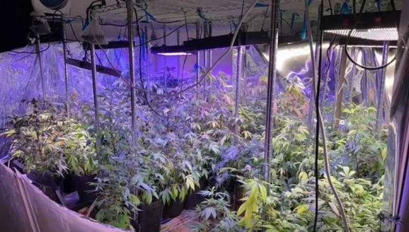 外籍絕命毒師台灣海撈！師徒爽種大麻　一條龍販售曝光