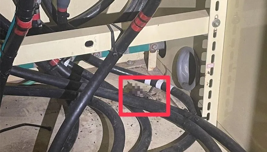 台南成大勝利校區爆停電逾1.5小時　「老鼠闖變電箱」惹禍