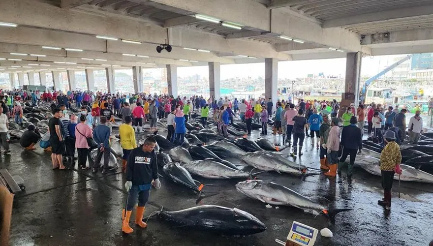 大豐收致黑鮪魚價格崩跌　漁業署：6/5起禁捕