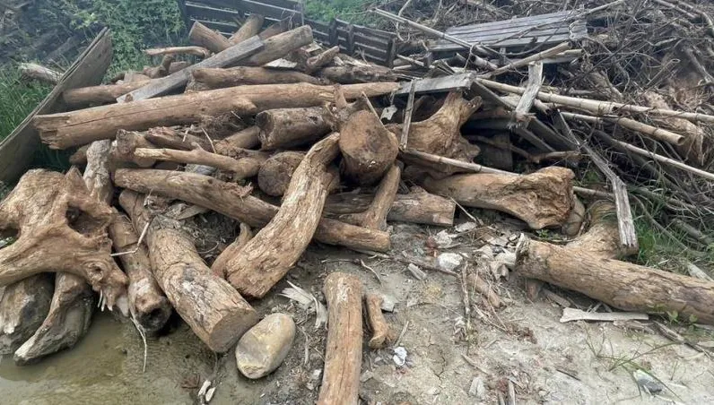 移植太麻煩！桃園航空城爆夭壽濫砍　600棵大樹遭剁下粉碎