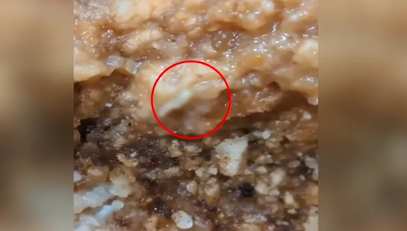 影/團膳驚見「活蛆狂蠕」從雞排爬出！日月光員工氣炸