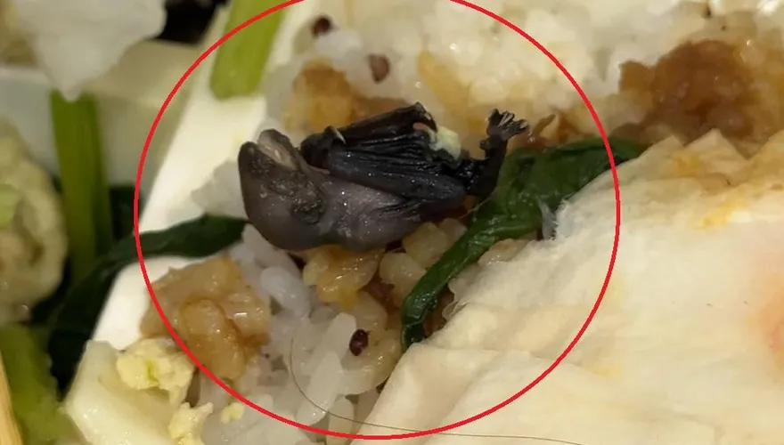 食安羅生門！他爆料「便當吃出蝙蝠」店家冷處理　業者反控：公然說謊！