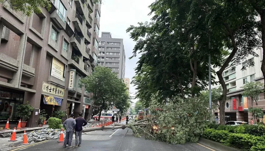 台中南屯區路樹倒塌砸中路過轎車　車內2人無傷