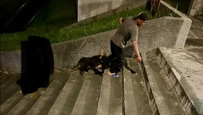貴賓狗被比特犬咬「肚破腸流」　女飼主目睹愛犬喪命崩潰