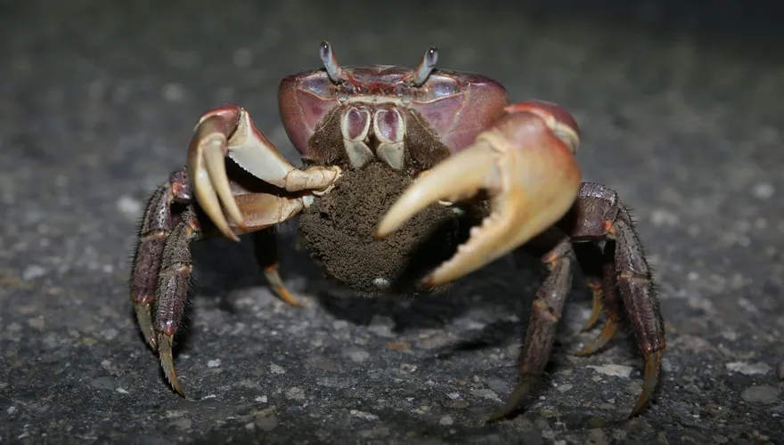 「兇狠圓軸蟹」回海邊繁殖！台江國家公園7/10起護蟹交管