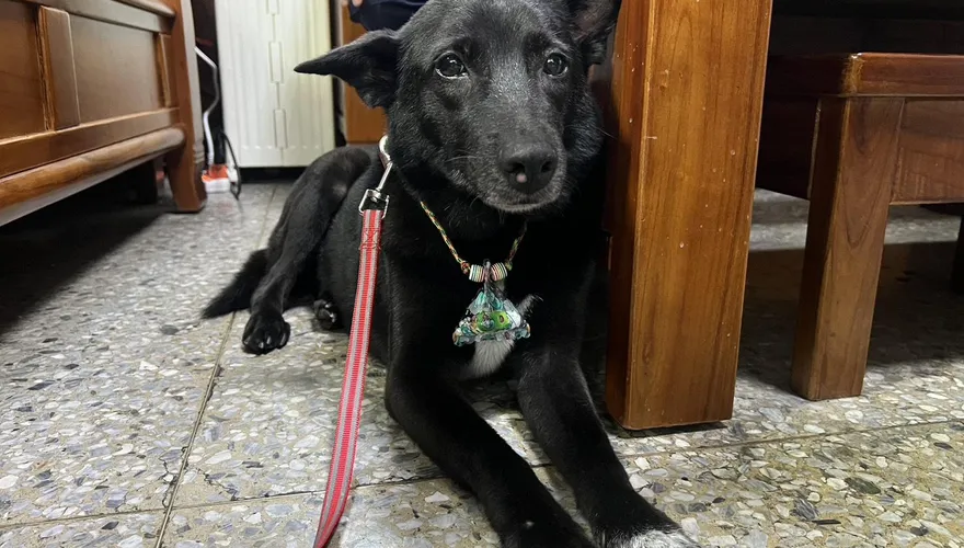 西園路派出所犬「小黑」超萌！　絕技學痛風副所長跛腳走路