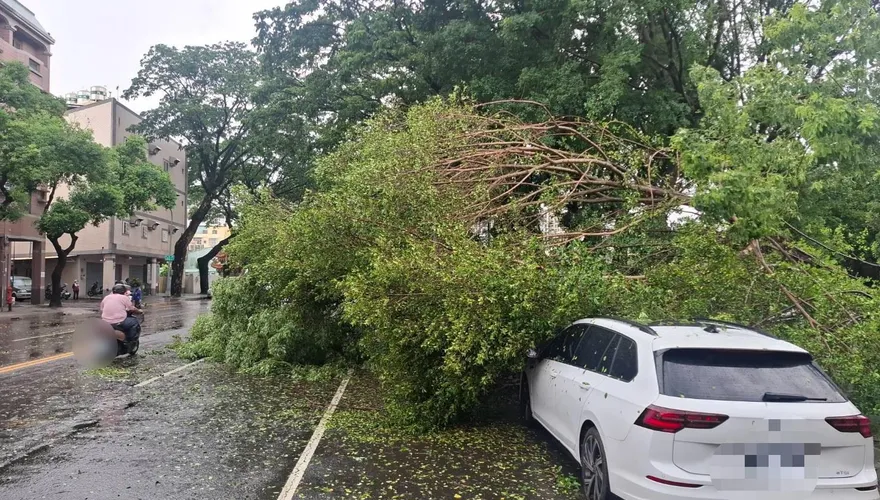 強風暴雨襲楠梓！路樹倒塌砸毀2車　幸無人傷亡