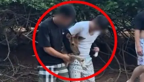 小鹿遭「+9猴」鎖喉拍照！　網友氣炸：違法了吧