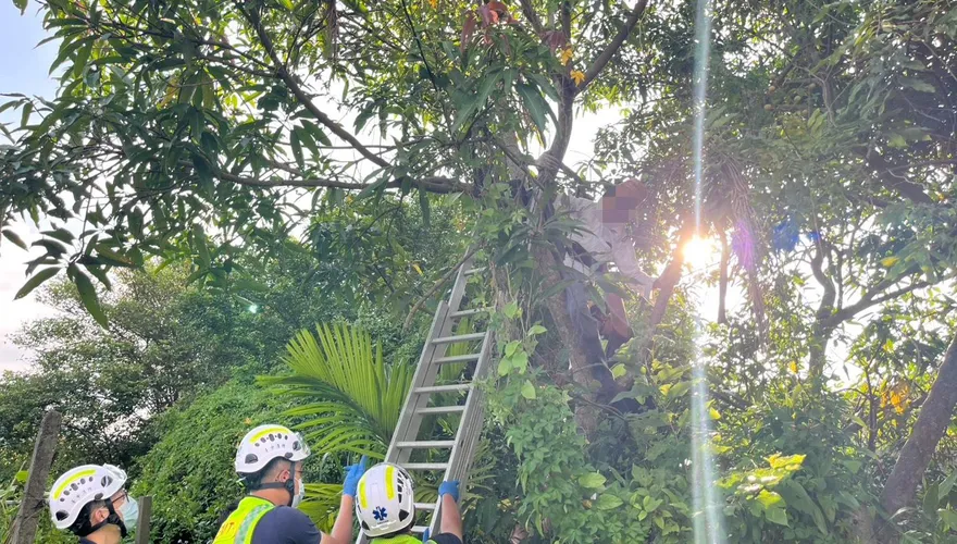台中73歲翁採芒果踩空卡樹幹　「僵住1小時」鄰人急報警