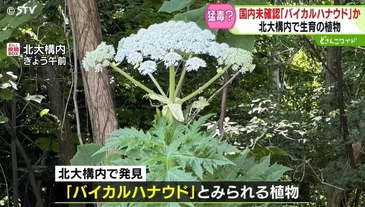 北海道驚現「世界第一猛毒植物」！樹液可致皮膚炎　嚴重恐失明