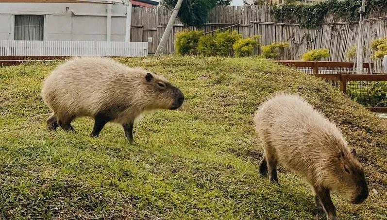 有夠壞心！墾丁動物園2人氣「卡皮巴拉」慘遭毒殺