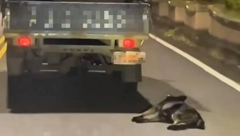 頭城小黑狗遭拖行奄奄一息　貨車駕駛惡劣行徑全都錄