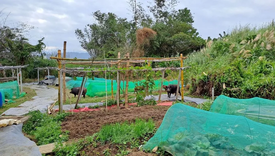 林口農作物被啃光！兇手竟是遭棄養麝香豬　「犯案動機」曝