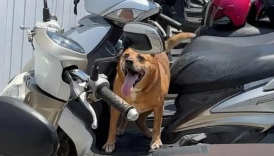 新北飼主「高齡犬綁機車上」疑熱死　動保處開罰1.5萬