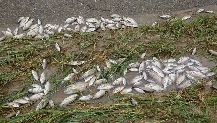 彰化貓羅溪變成生物墳場！　3000魚屍加上雨傘節慘死