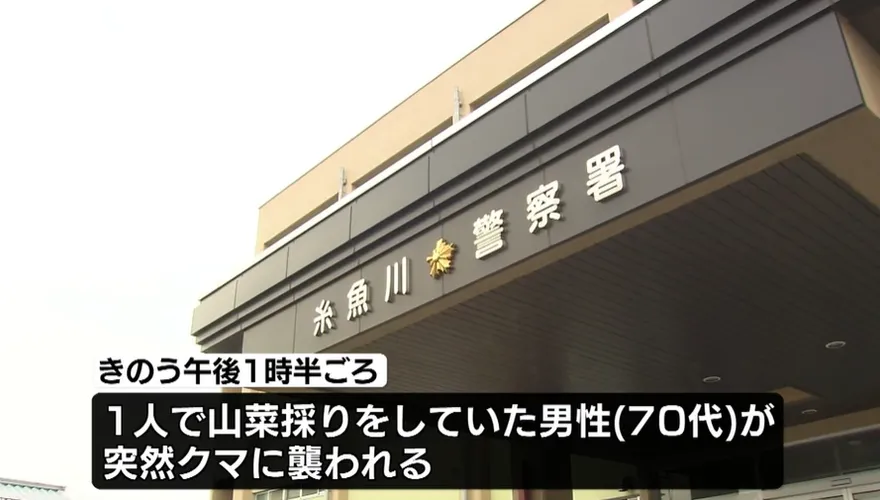 影/日本再傳熊襲人！新潟7旬翁採野菜遭咬　頭、手受傷送醫