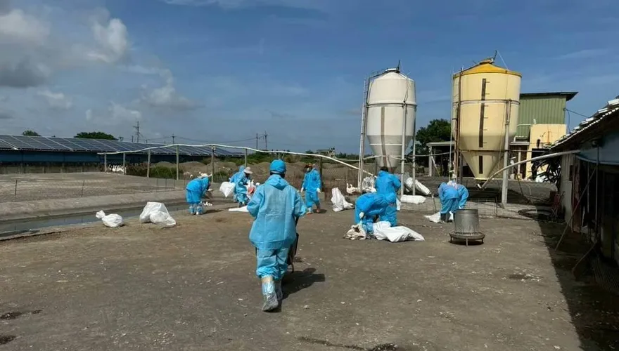 雲林1鵝場染禽流感　昨撲殺逾2600隻鵝