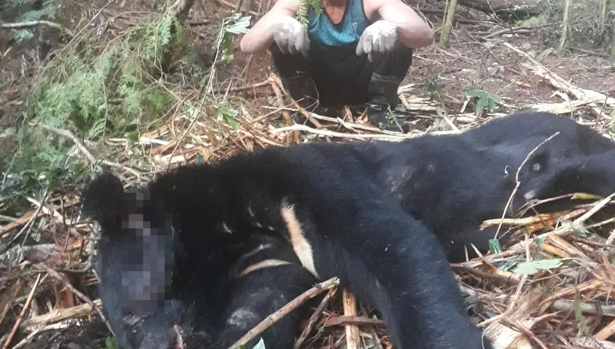 獵殺台灣黑熊還烹煮食用！林業署求償500萬竟遭法院駁回