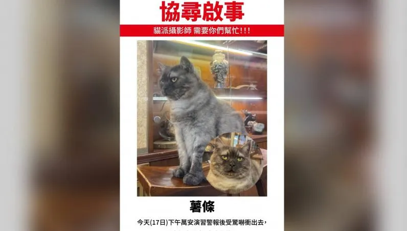 演習警報嚇壞迪化街人氣貓店長！　「薯條」失蹤飼主急瘋