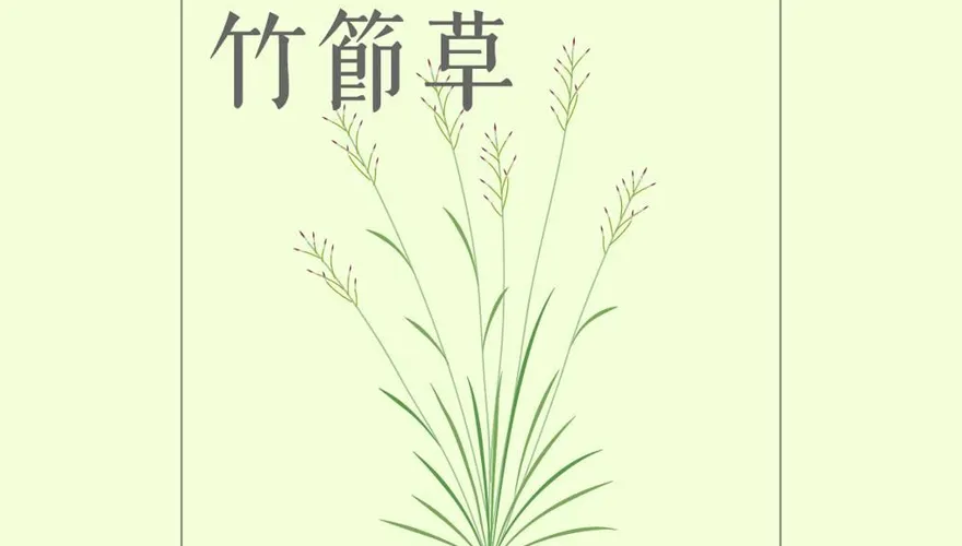 氣象署揭「竹節草」來歷　前身「利奇馬」財損達114億美元