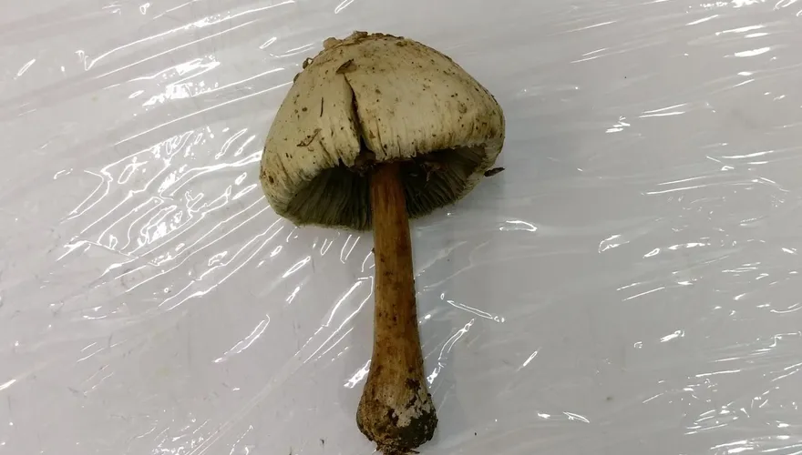 「最惹事毒菇」狂冒！南投衛生局籲防綠褶菇　「顏色」是關鍵