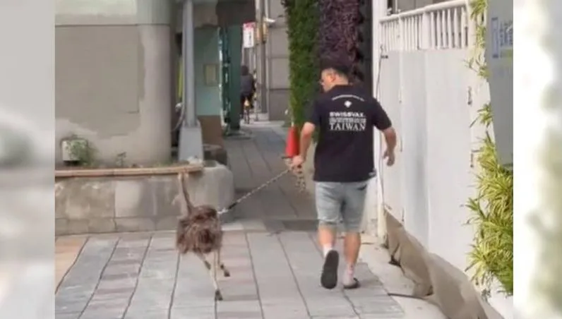 北市信義區驚見男子「遛鴕鳥」　網笑翻：想買一隻養