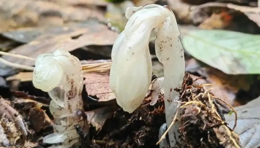 一碰就枯！哀牢山驚現7株「冥界之花」　一年只露臉40天