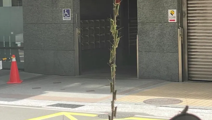 新北多處驚現蝗蟲！　農業局曝原因：季節性生態現象