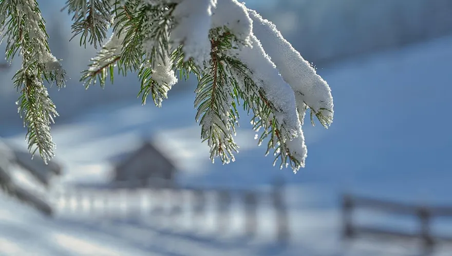 氣候異常南半球也遭殃！澳洲多地下大雪　低窪地區爆洪災
