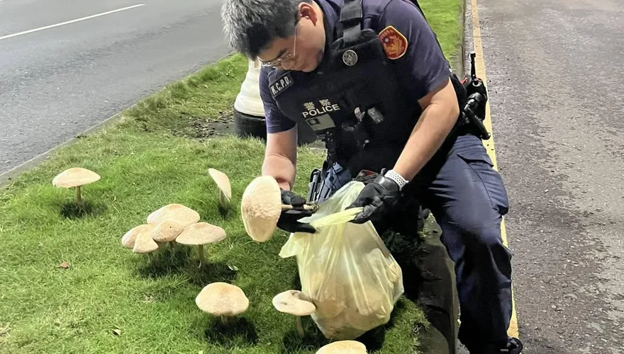 暖警摘香菇　基層炸鍋「這也歸警察管?」