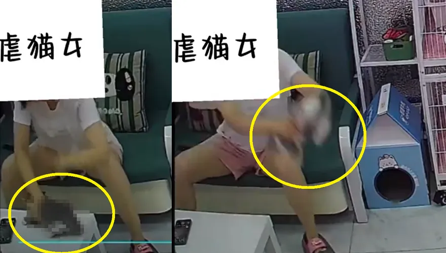 女客人陸貓咖「狂拍打狠摔地」虐死4貓　扯辯「心情不好」