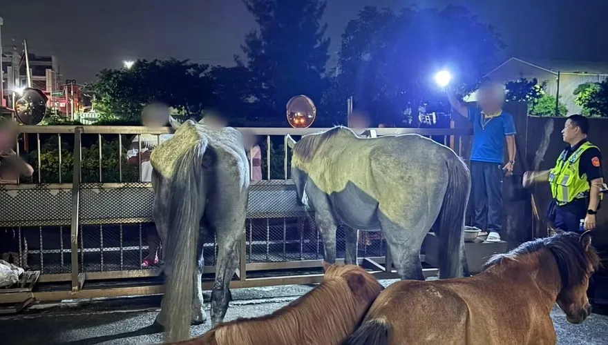 影/台中驚見「馬兒逛大街」悠閒吃草！　超卡哇伊畫面曝光