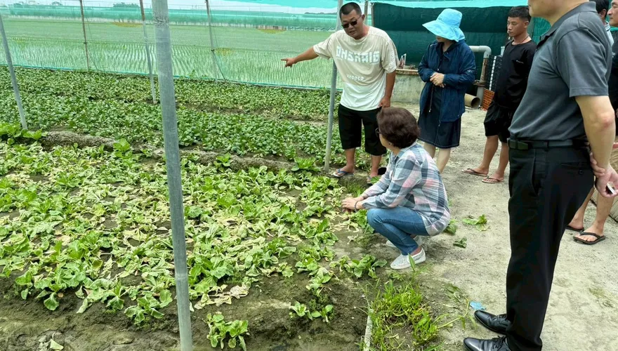 豪雨重創菜價狂飆！小黃瓜單日250元天價　回穩時間曝