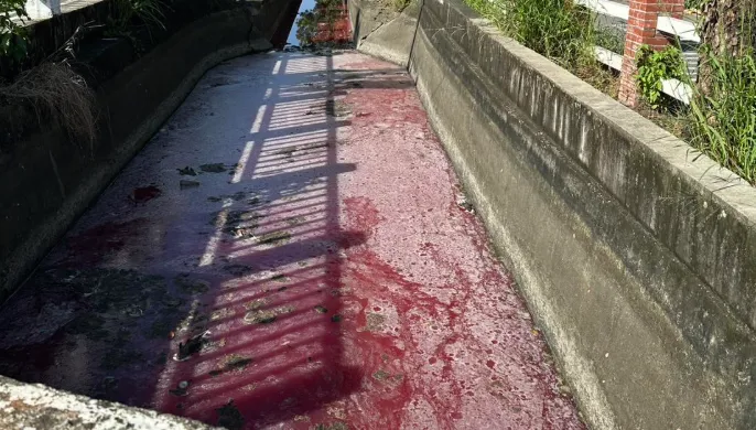 高雄大寮驚現「血流成河」！死魚堆滿飄腐臭味　驚人真相曝光