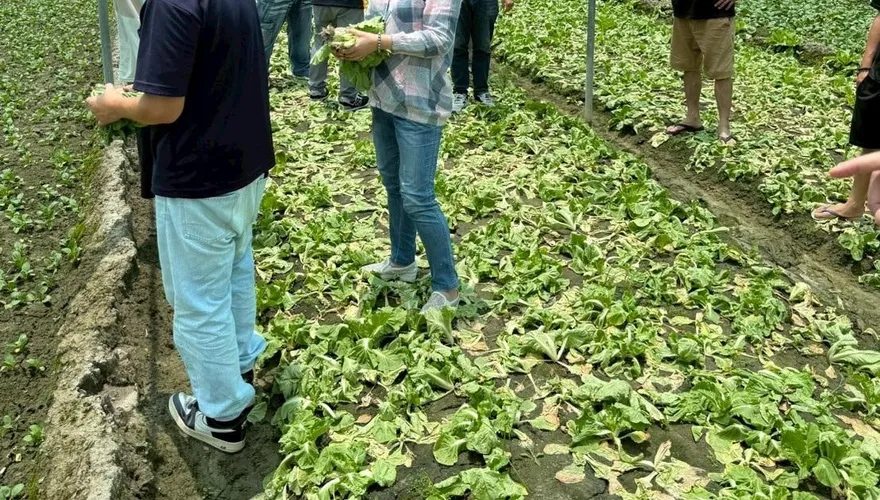 中南部蔬果慘遇豪雨淋＋高溫曬全爛光　菜價估9月回穩
