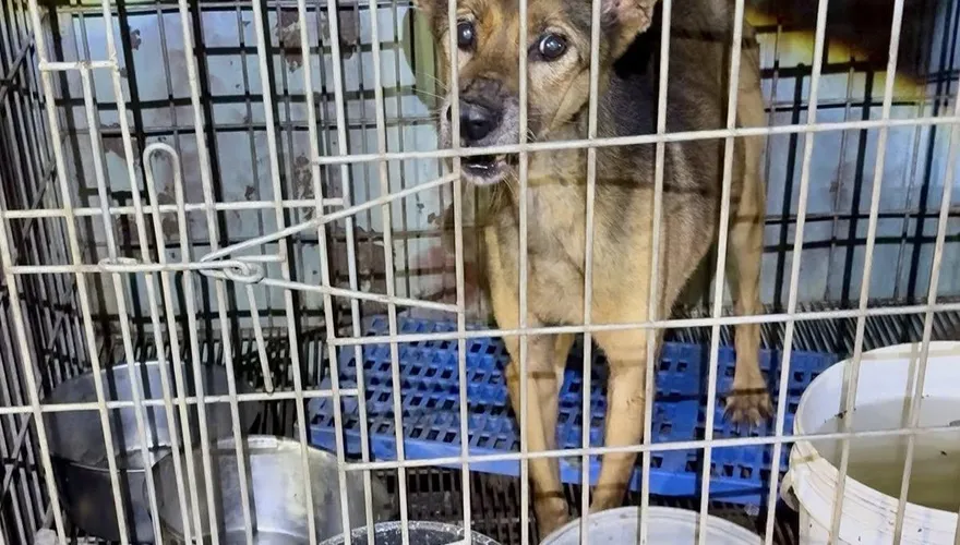 殘忍！新竹犬園斂財餓死狗「白骨遍佈」　10隻慘死籠中飄惡臭
