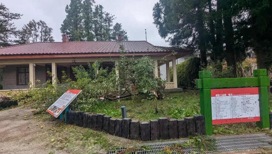 影/福壽山蘋果王樹不敵楊柳強風倒下！新任太子即將接班