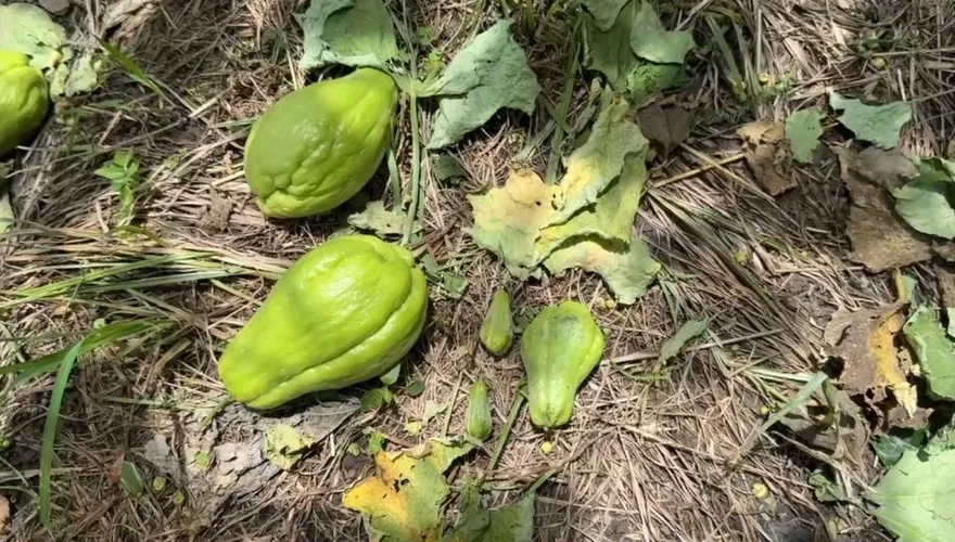 楊柳10級強風襲梨山！果農心痛落果慘況：一年辛勞全泡湯