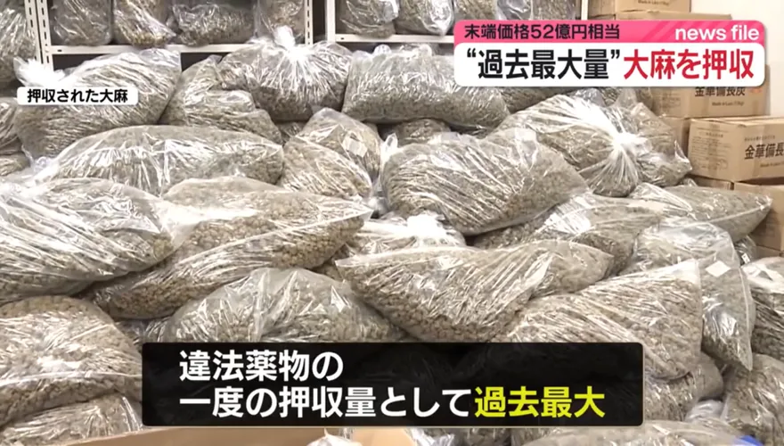 破71年紀錄！日本查獲逾1公噸走私大麻　3越南男子被捕
