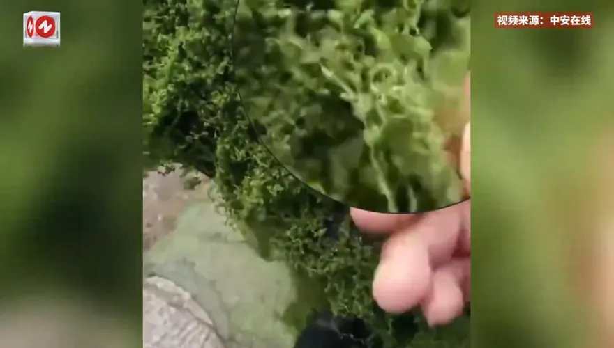 影/青苔「毛線造」！河南「自然」風景區被踢爆綠植造假